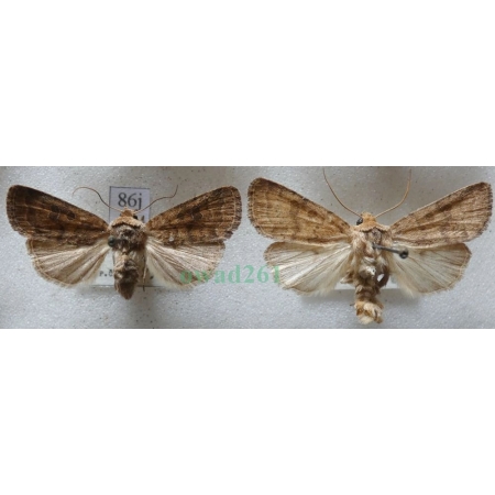 Hoplodrina octogenaria (Goeze, 1781) pair Czech86j